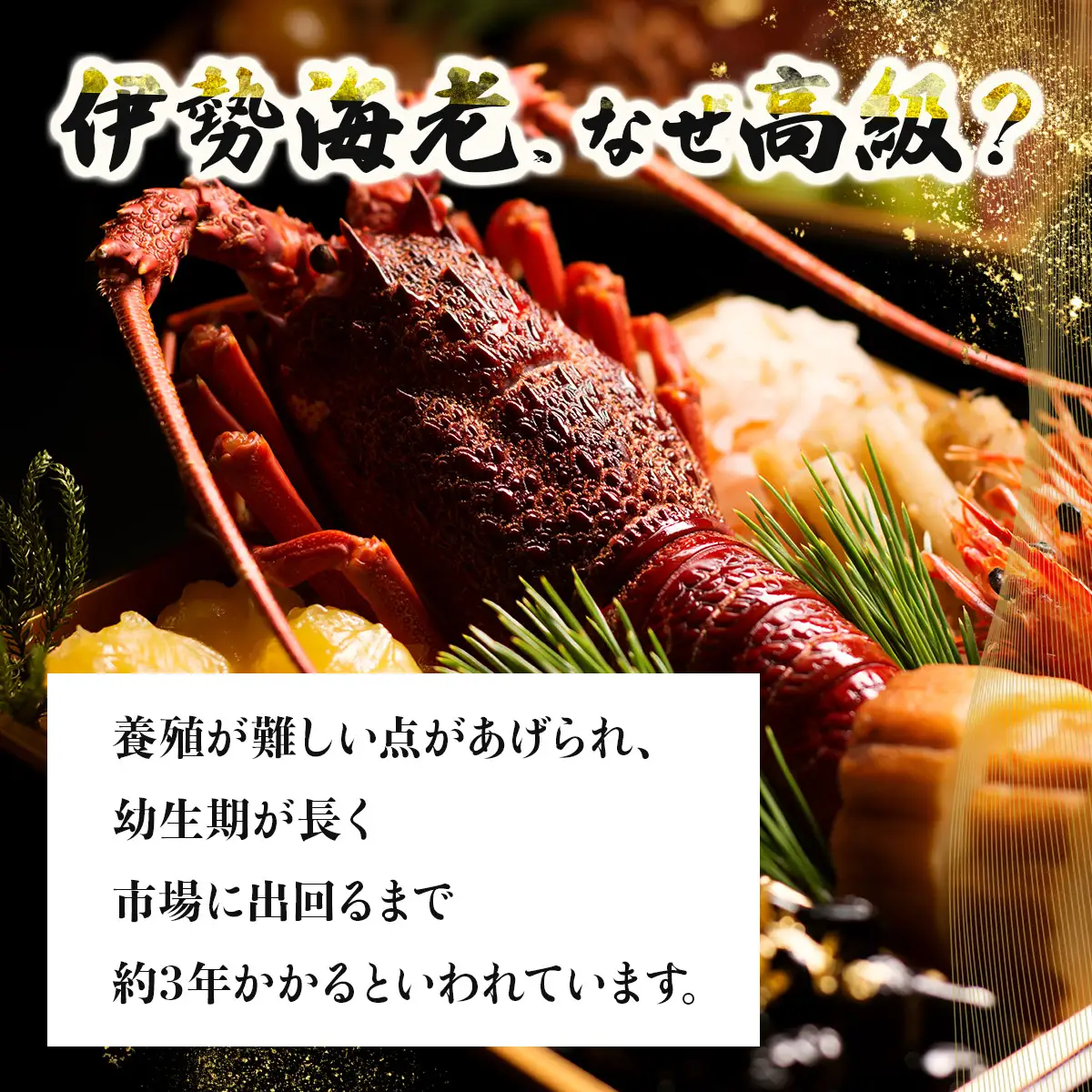 室戸産活冷伊勢海老【約５００g】