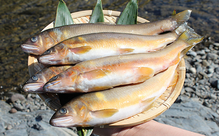 球磨川の天然鮎 (子持ち) 1kg FKP9-526