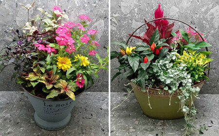 おまかせ 季節の寄せ植え プランター 1鉢 /  観葉植物 鉢植え 鉢 植物 花 フラワー 旬 育てやすい 寄せ植え おしゃれ インテリア プランター / 大村市 /アトリウム琴花園[ACZZ008]