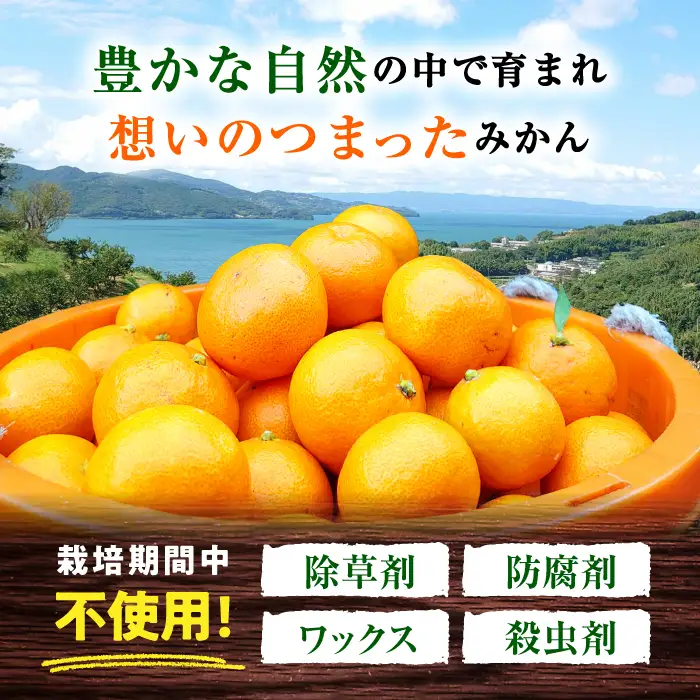 温州みかん 約5kg みかん[ACAI002]