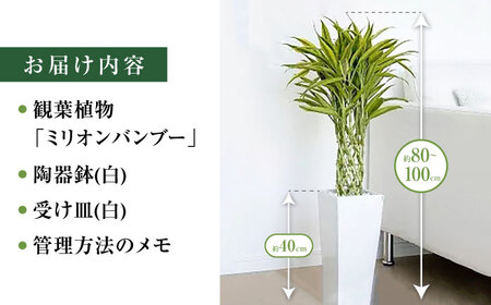 観葉植物 萬年竹（ミリオンバンブー） ロングスクエア陶器鉢植え（80～100cm前後） / 室内観葉植物 インテリア ロングスクエア 大型 おしゃれ 鉢植え / 大村市 /琴花園 [ACYK005]