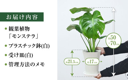 観葉植物 モンステラ [ACYK011]モンステラ 観葉植物