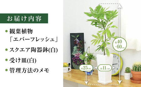 観葉植物 エバーフレッシュ ネムノキ スクエア 陶器鉢 角型  / 観葉 植物 インテリア おしゃれ プレゼント / 大村市 /琴花園[ACYK019]