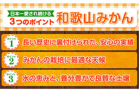 みかん 訳ありみかん 約10kg