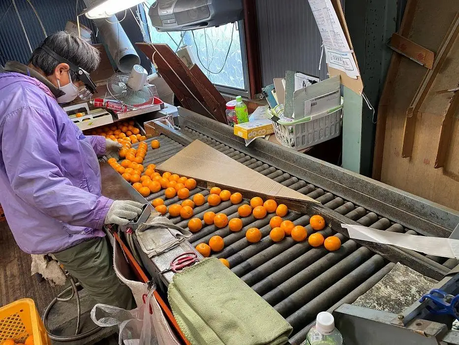 年内発送 完熟早生 有田みかん 化粧小箱 特秀 M サイズ 20玉入 和歌山 南泰園 みかん