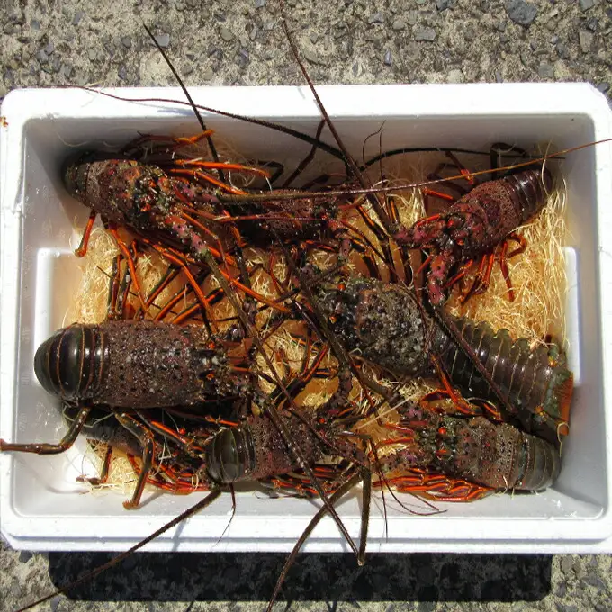 【伊勢海老】伊勢海老 計1kg 2〜5尾 ht015