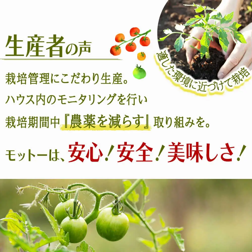 【訳あり】ミニトマト 3kg / 訳あり 訳アリ ミニトマト プチトマト トマト とまと 野菜 やさい / 諫早市 / 原農園 [AHCZ001]