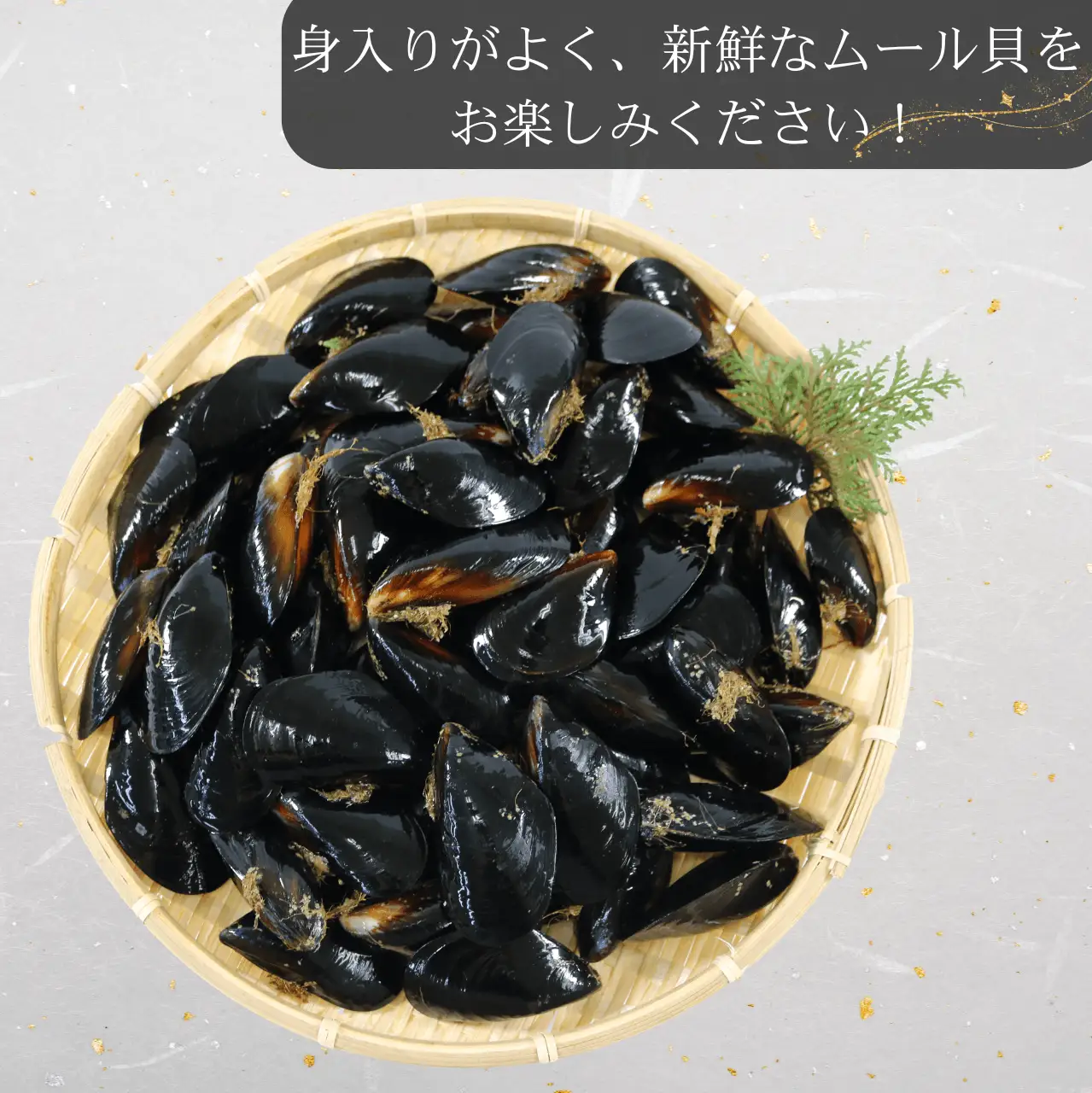 期間限定 活ムール貝 1.3kg 国産 冷蔵 ＼ ムール貝 ／