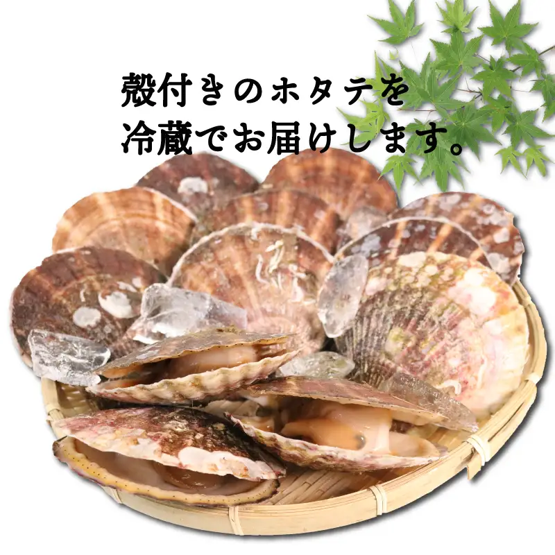活ホタテ 10枚(12cm~13cm)  殻付き