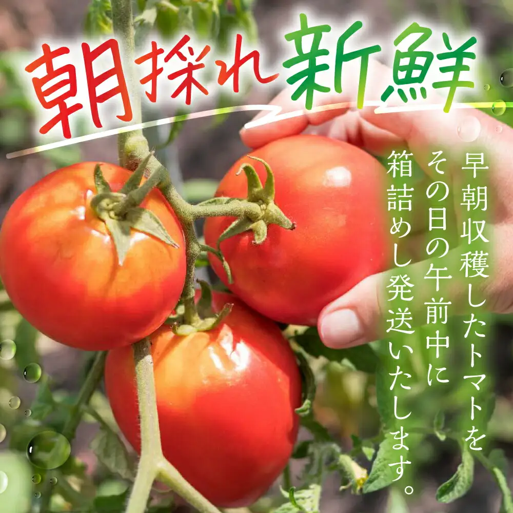 【2026年7月下旬～発送】大玉トマト 3kg / トマト 池田農園