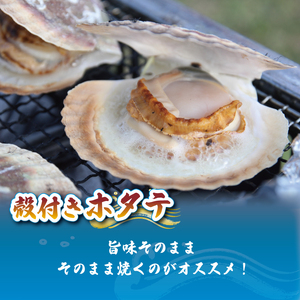 訳あり 殻付き 活ホタテ 10枚 ＼ ホタテ ／