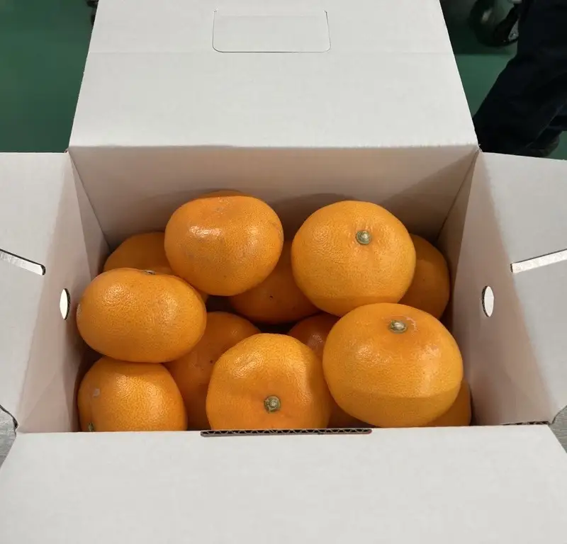 【2月中旬より順次発送】せとか 約2.5kg L～3Lサイズ ご家庭用 バラ詰め｜B192