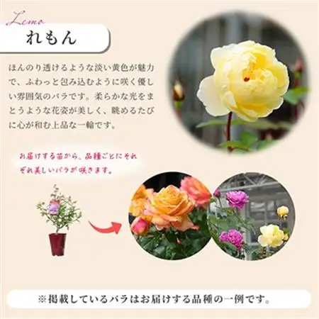 「京阪園芸」のバラの鉢植え(未開花)_花・観葉植物  花 _【1010015】
