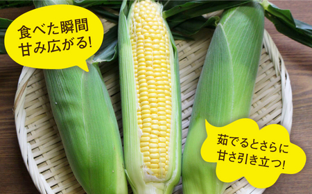 【全2回定期便】【2024年6月中旬以降順次発送】果物みたいに『極甘』早朝収穫 とうもろこし Lサイズ(300g)×5本 糸島市 / 有限会社ウラタ農園 [ALI005]