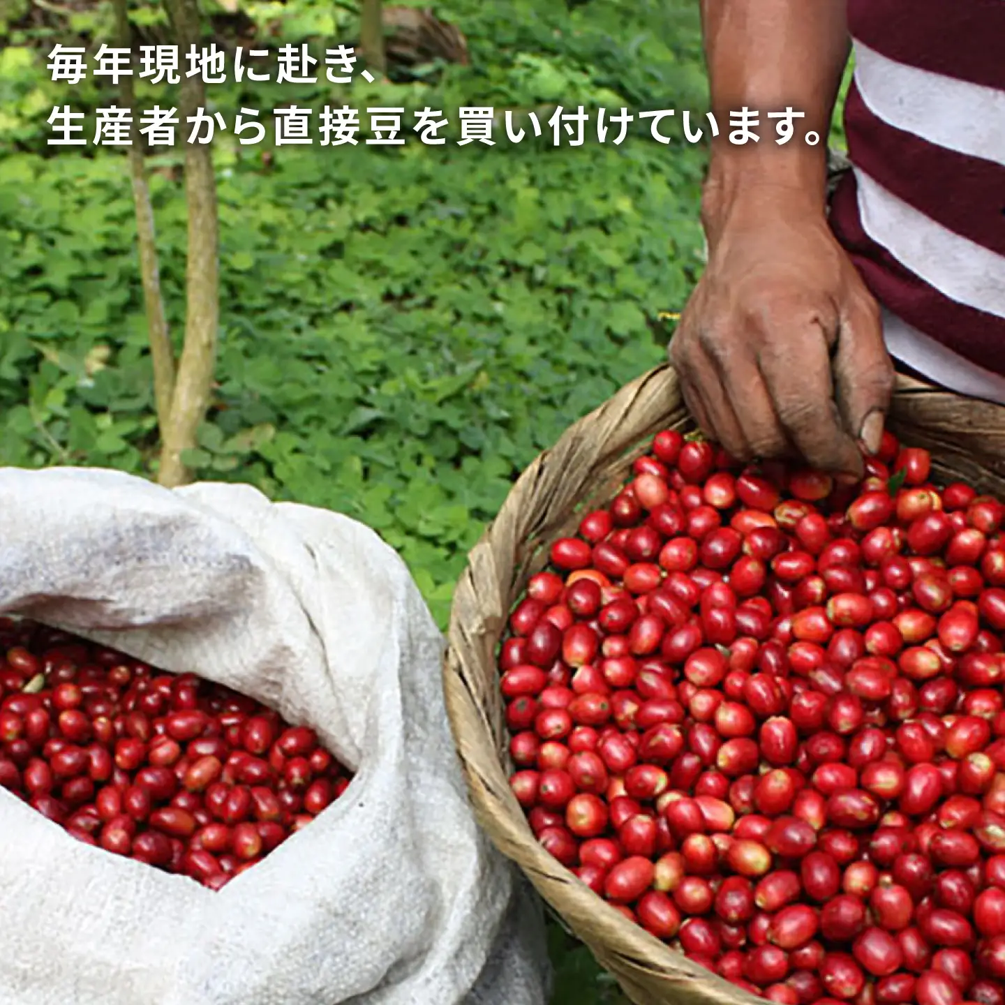 【全6回定期便】コーヒー ドリップ バッグ 40個 セット ( 5種類 × 8個 ) 糸島市 / COFFEE UNIDOS [AQF019]