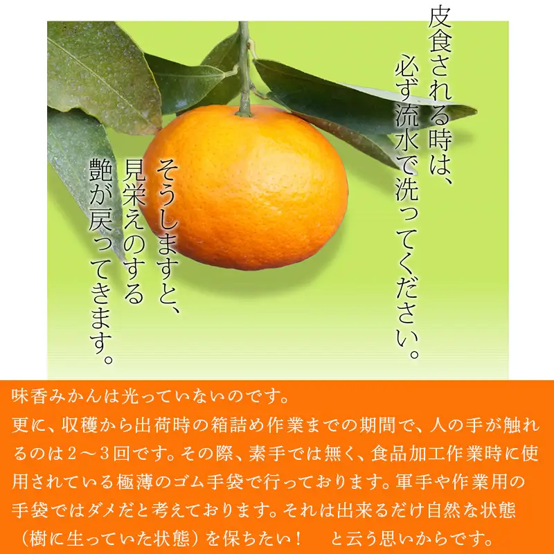 『先行予約』【令和9年2月上旬発送】果皮も丸ごとガブッ！味香みかん 10kg 新種のミカン