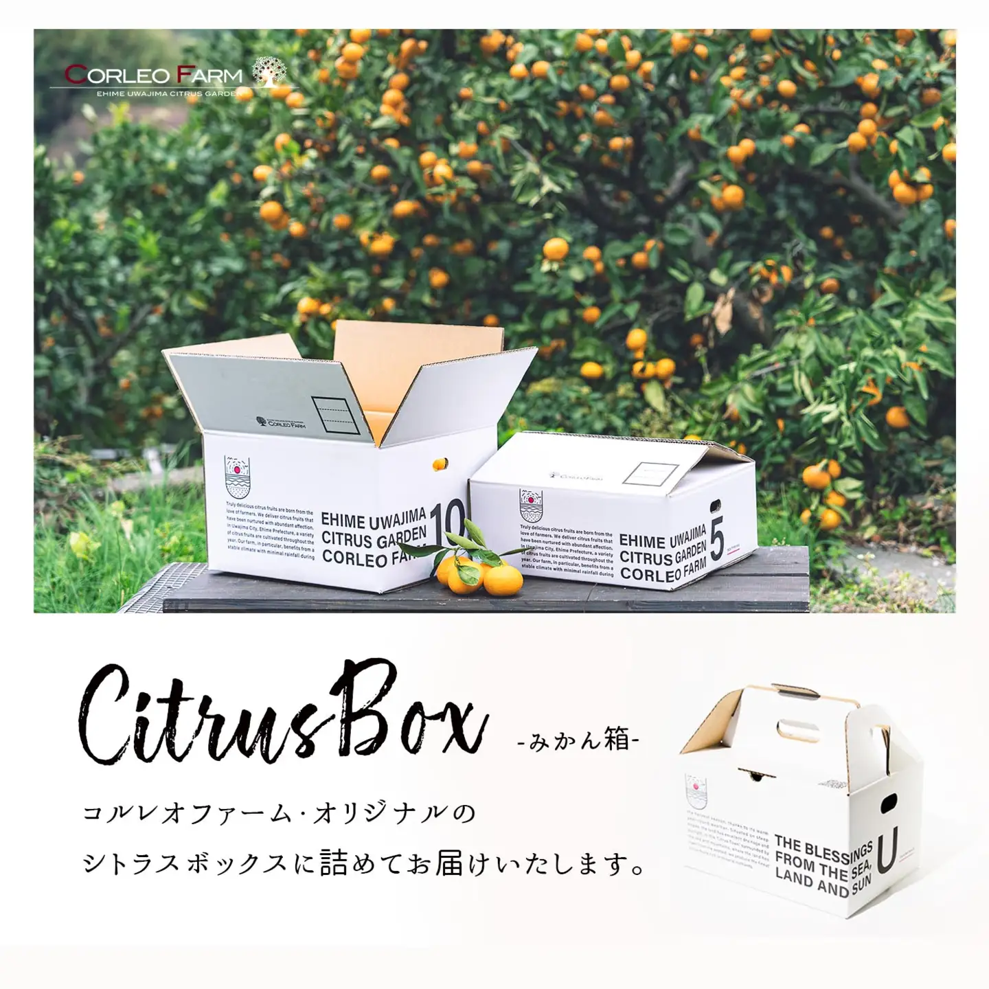 柑橘 詰合せ 2.5kg コルレオファーム 柑橘 B012-145007