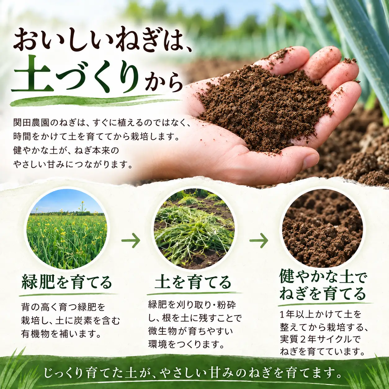 関田農園の「厳選 長ねぎ（剥き）」 5kg