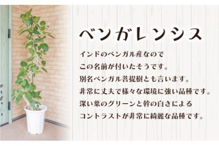 【観葉植物】ベンガレンシス 曲り10号 観葉植物