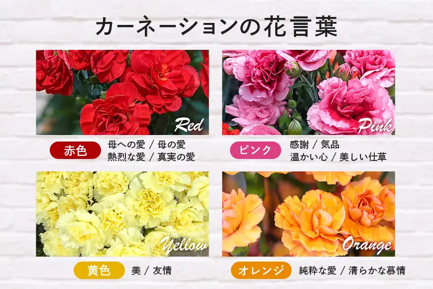  カーネーション 黄色系 鉢植え 母の日 贈り物 A07-008 