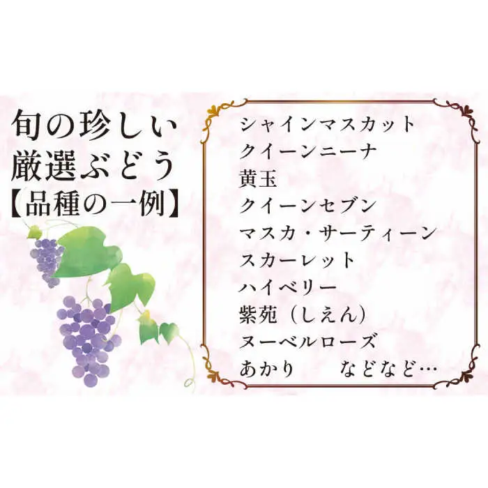 【2027年8月-発送】【数量限定】 旬の珍しい厳選 ぶどう 約 1kg / 旬 フルーツ ぶどう ブドウ 葡萄 くだもの 果物 マスカット 産地直送 / 南島原市 / 長崎県農産品流通合同会社 [SCB053]