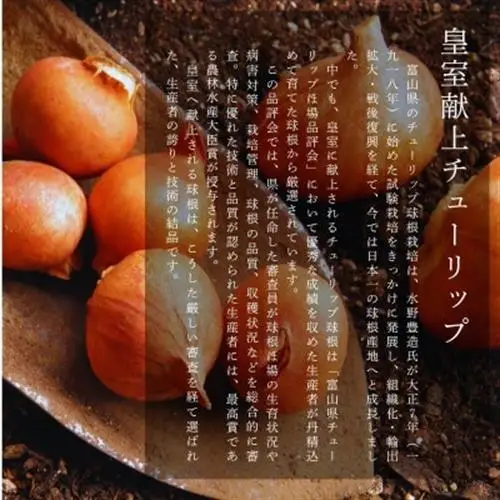 チューリップ球根 皇室献上品種セット_花・観葉植物  花 _【1345691】