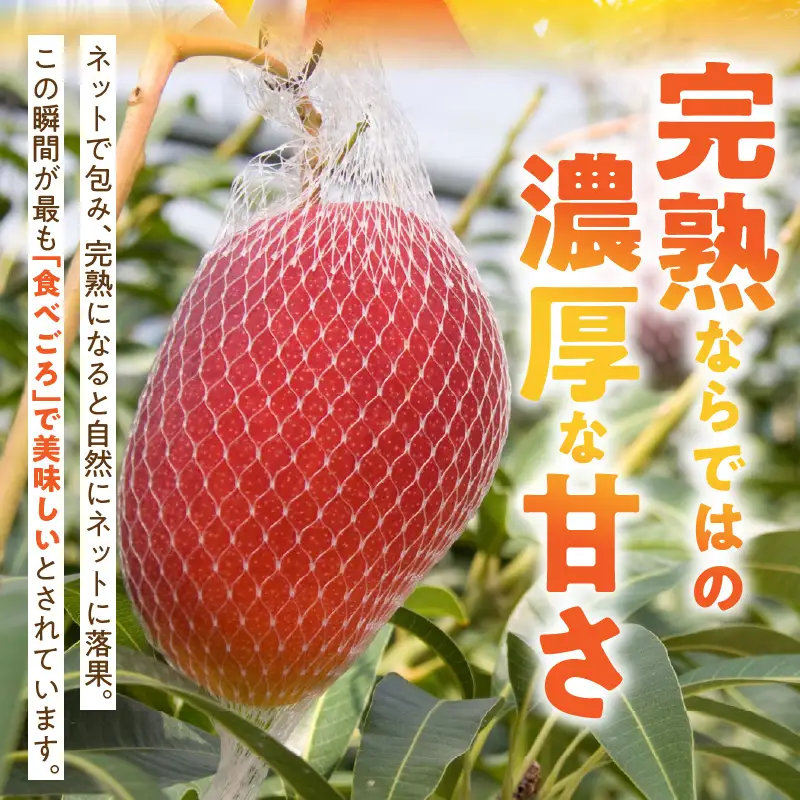 JAみやざき宮崎中央地区本部管内産 宮崎県産 冷凍マンゴー 約270g マンゴー フルーツ 果物 デザート おやつ ヨーグルト 冷凍フルーツ 南国フルーツ カット済み 冷凍 お取り寄せ