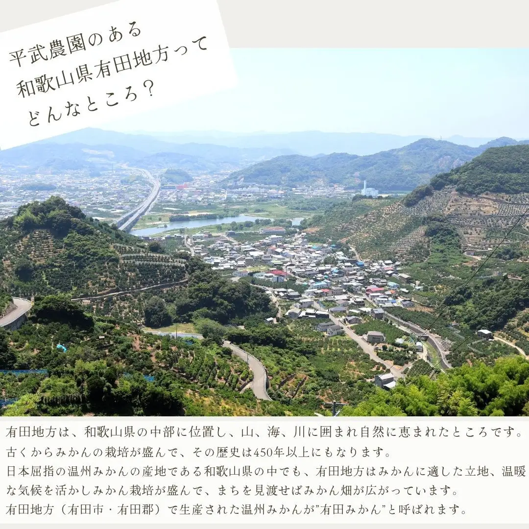 農家直送！有田みかん（10kg 無選別≪秀品･訳あり品･サイズ混合≫）平武農園　～蛍飛ぶ町から旬の便り～