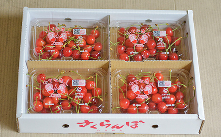 《2027年産先行予約》 山形県産さくらんぼ ＜佐藤錦＞ 秀品 約800g （200g×4パック） M/Lサイズ混合 サクランボ チェリー フルーツ 果物 くだもの F4A-0372