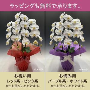 胡蝶蘭 大輪 白色 3本立ち 訳あり (24輪以上) 胡蝶蘭