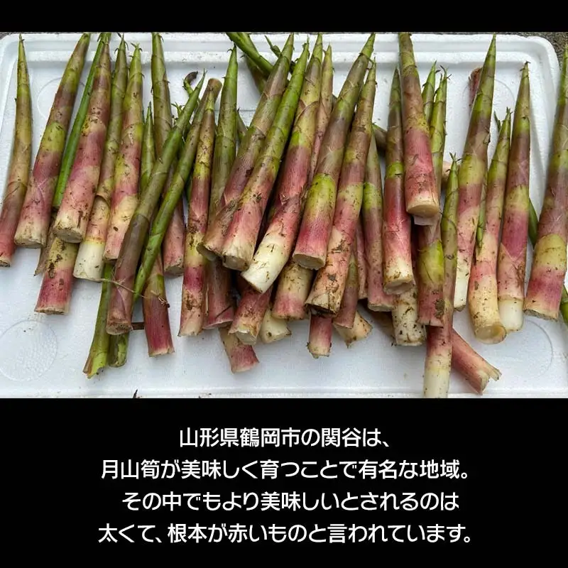 【令和9年産】 月山筍 2Lサイズ 1kg 山形県鶴岡産 グレイスファーム
