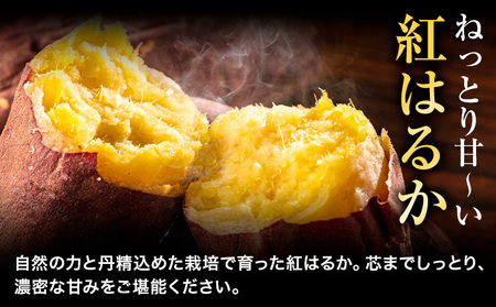 さつまいも 紅はるか 5kg《12月中旬-2月末頃出荷》熊本県 御船町 野菜 芋 さつま いも 焼き芋 送料無料