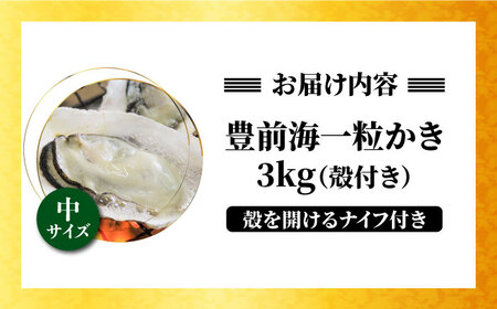 ブランド牡蠣 「 豊前海一粒かき (しいだ小粒がき)」 中サイズ 3kg [ABAY004]