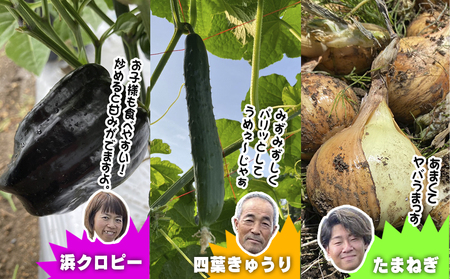 数量限定　矢巾町産　夏野菜セット【10種】8月発送/産地直送 野菜セット 約10品目 新鮮 旬 野菜 やさい きゅうり ナス ピーマン 玉ねぎ りんご じゃがいも トマト ミニトマト キャベツ にんじん 枝豆 ネギ 詰め合わせ お取り寄せ おまかせ おすすめ 岩手県 矢巾町