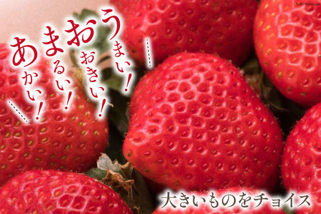 期間限定発送 【3回 定期便 】 いちご 博多 あまおう 約270g×2パック×3回 総計約1.62kg
