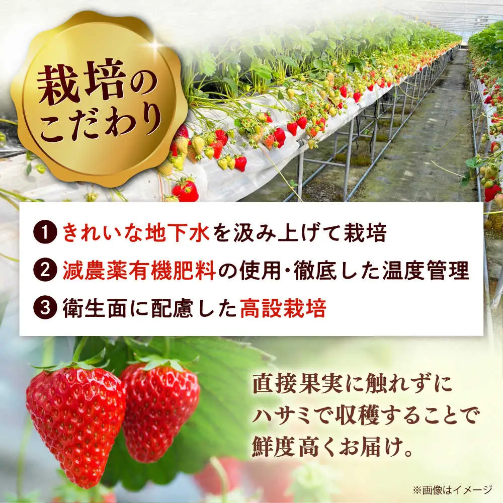 【2027年度先行予約】超大玉あまおう  約320g×2 [ADAT001] あまおう