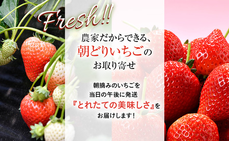 【先行予約】いちご とちあいか つる付き 4パック ※2027年1月～発送