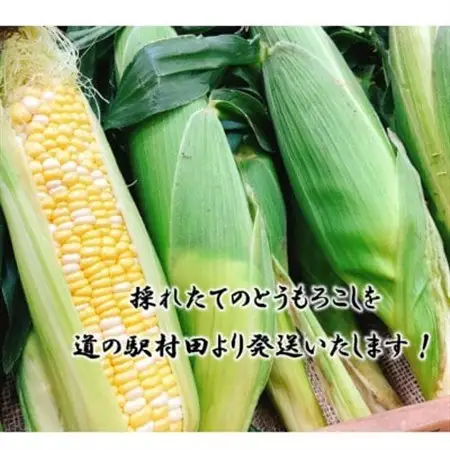 【先行受付2026年】とうもろこし　ドルチェドリーム　約3.0kg　数量限定【配送不可地域：離島】【1451276】