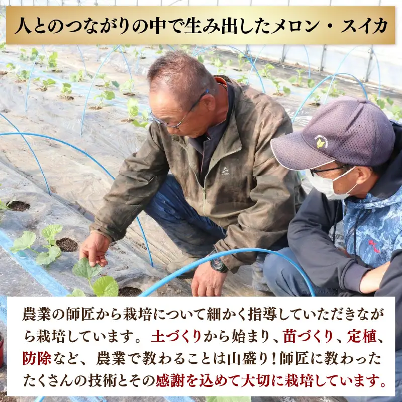 【先行予約】アールスメロン 1玉（約1.6kg以上）赤肉品種 高級メロン！ ／ マスクメロン 大玉 果物 フルーツ 夏 ギフト 農家直送 ※2027年6月下旬以降順次発送予定 [aw065-a003]