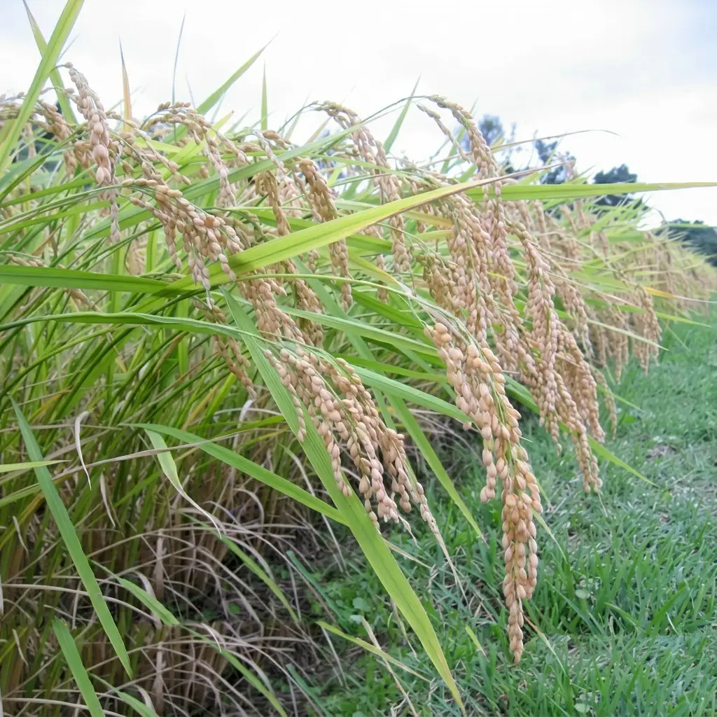 【数量限定】こがねもち 切り餅 7袋70個 上越産 こがねもち