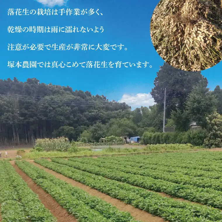 【2026年11月中旬より順次発送】なめがたの煎落花生　190g×3袋入り(CS-2)