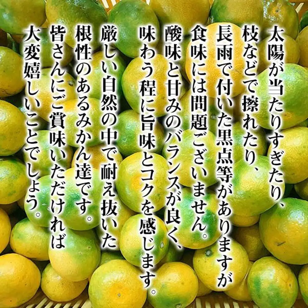 訳あり ゆら早生 みかん 箱込7.5kg(内容量 6.8kg)サイズミックス 有田みかん 和歌山県産 【みかんの会】［2026年10月下旬頃より順次発送予定］