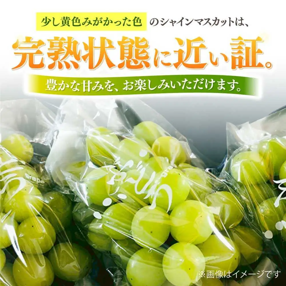 【2027年8月中旬-発送】シャインマスカット2kg [SCB084] シャインマスカット