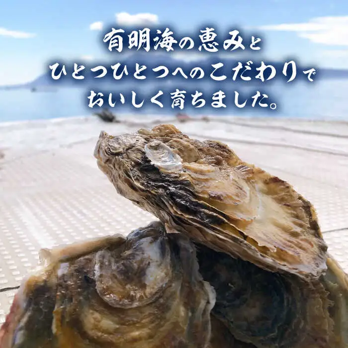 【2027年1月以降発送】竹崎産 ブランド生牡蠣「ゆり姫」3kg（ナイフ付き） / 牡蠣 / 佐賀県 / 宗徳丸 [41ATAF003]