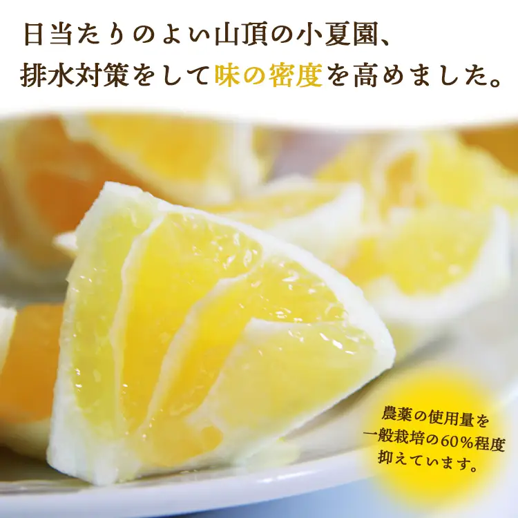 【2027年出荷分】日向夏 ハウス小夏 2.5kg(家庭用) 日向夏 高知県産 kd-0029