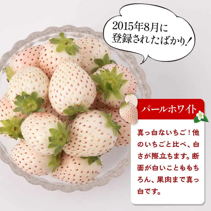 【全3回定期便】白いちご2種（淡雪・パールホワイト）/ いちご イチゴ 苺 果物 フルーツ 定期便 / 佐賀県ふるさと納税 [41AAZZ001]