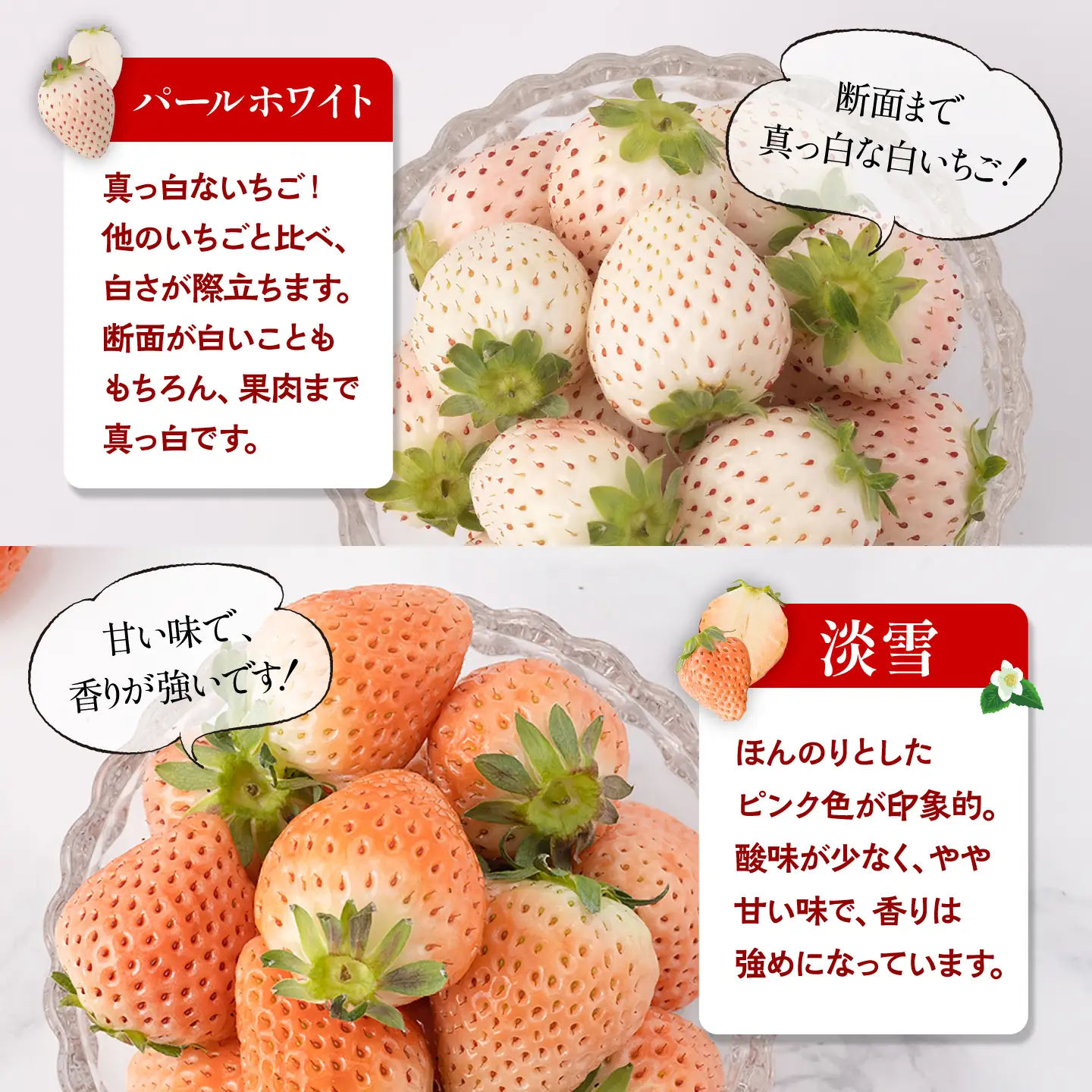 【全5回定期便】白いちご2種と冷凍いちご / いちご イチゴ 苺 果物 フルーツ 定期便 / 佐賀県ふるさと納税 [41AAZZ004]