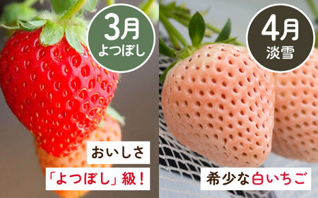 【全5回定期便】佐賀県産 いちご4品種（いちごさん・さがほのか・よつぼし・淡雪）と冷凍いちご食べ比べ / 佐賀県 / 岸川農園 [41ASAG039]