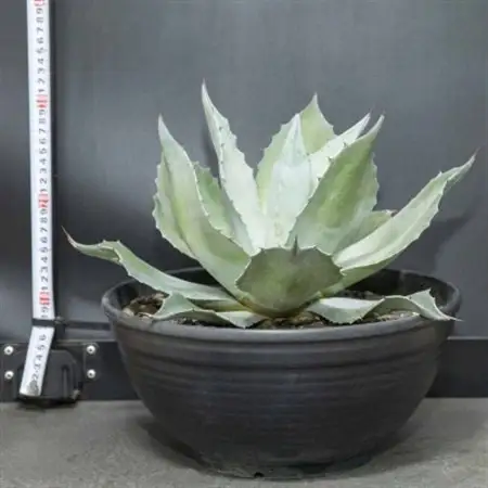 【圧倒的な存在感!】アガベ　オバティフォリア　11号鉢_花・観葉植物 観葉植物・苗木  _【1434441】