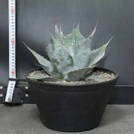 【注目度 急上昇中!】アガベ　パラサナ　9号鉢_花・観葉植物 観葉植物・苗木  _【1434452】